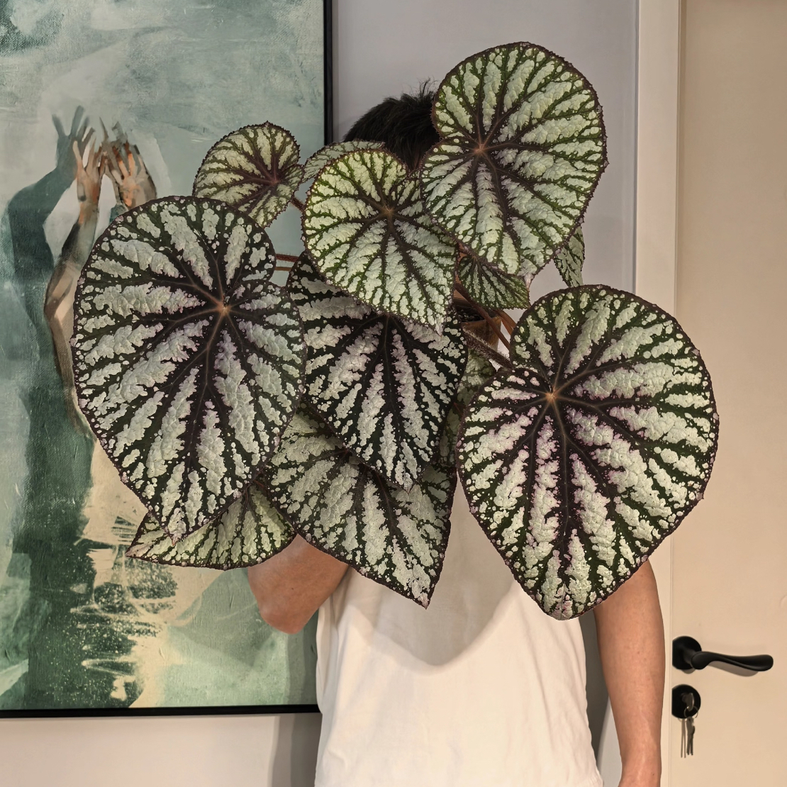 大王秋海棠室内观赏植物耐阴好养易活绿植盆栽适合书房客厅