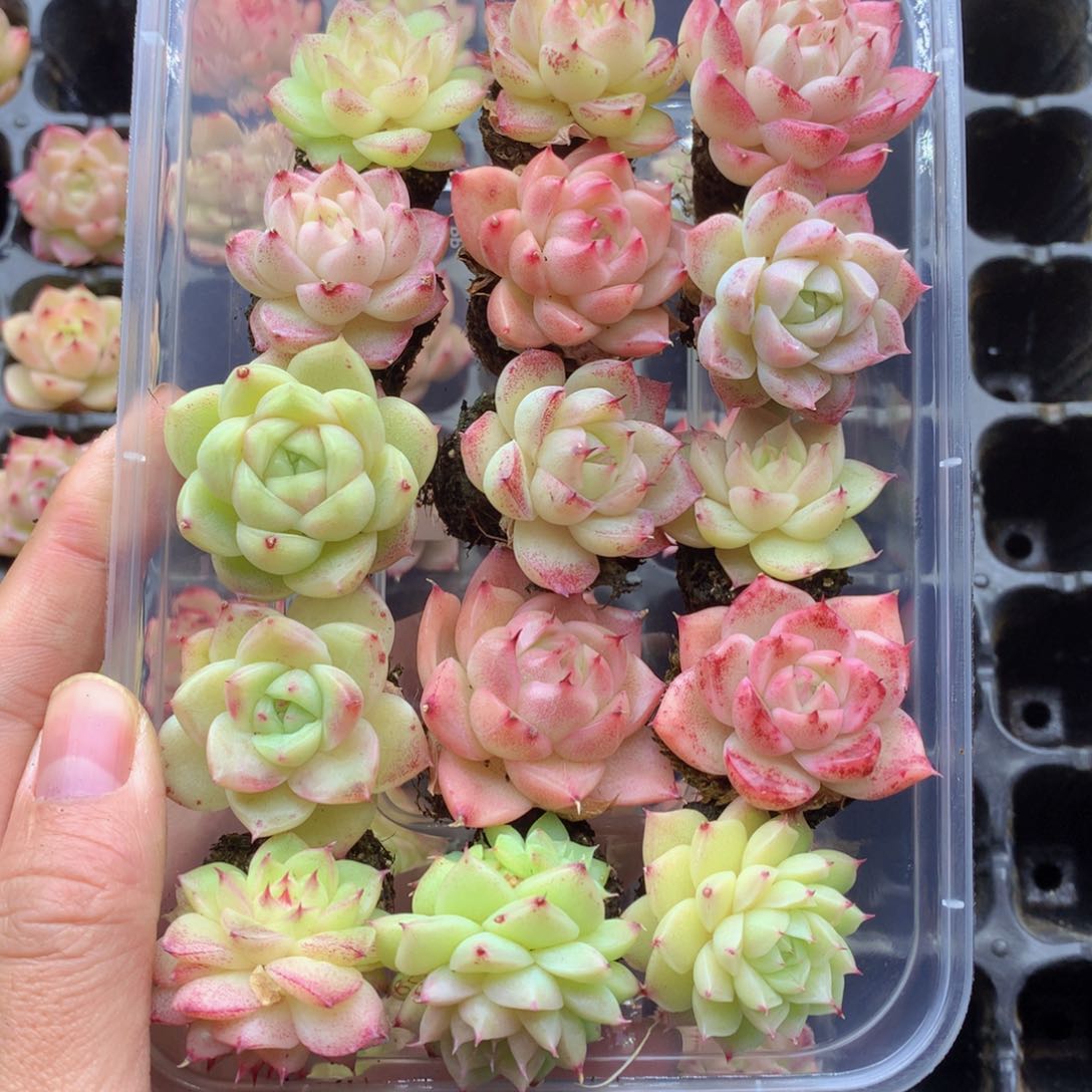反反复复还是很开心041