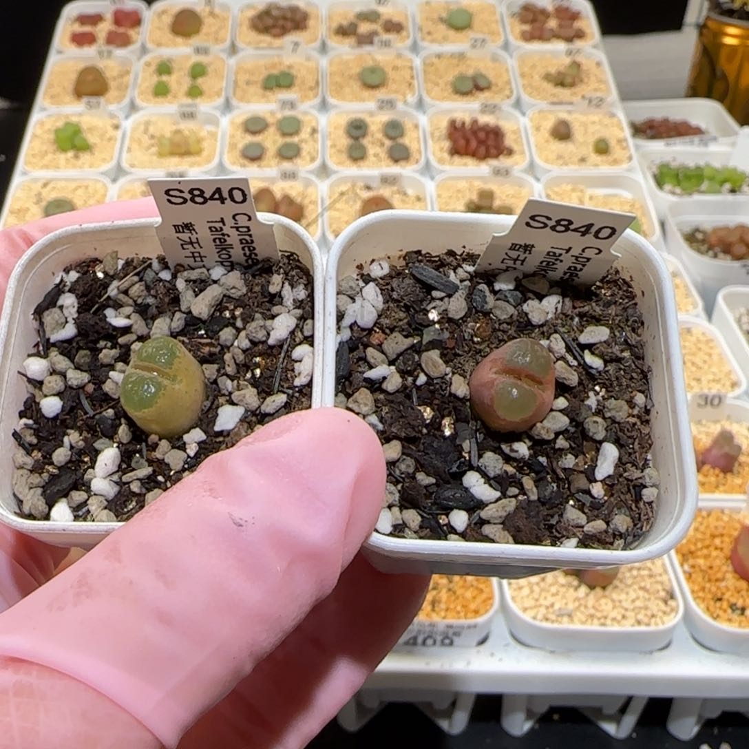 C****g肉锥多肉植物百科-473