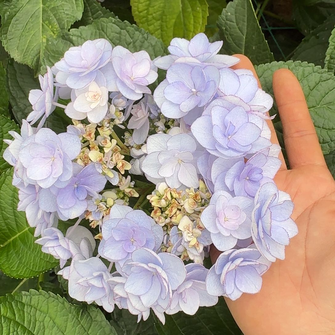 154 号！3支起顺丰空运包邮