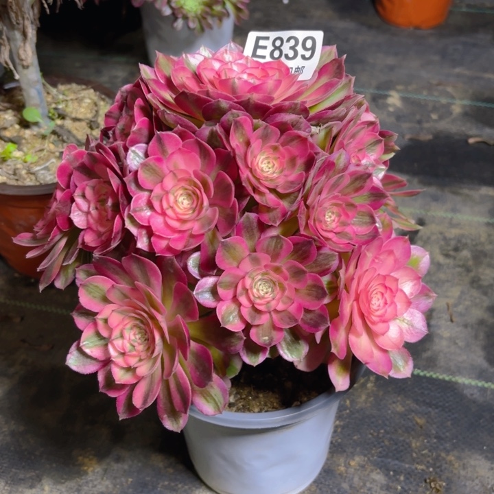 瑞妈一物一拍839