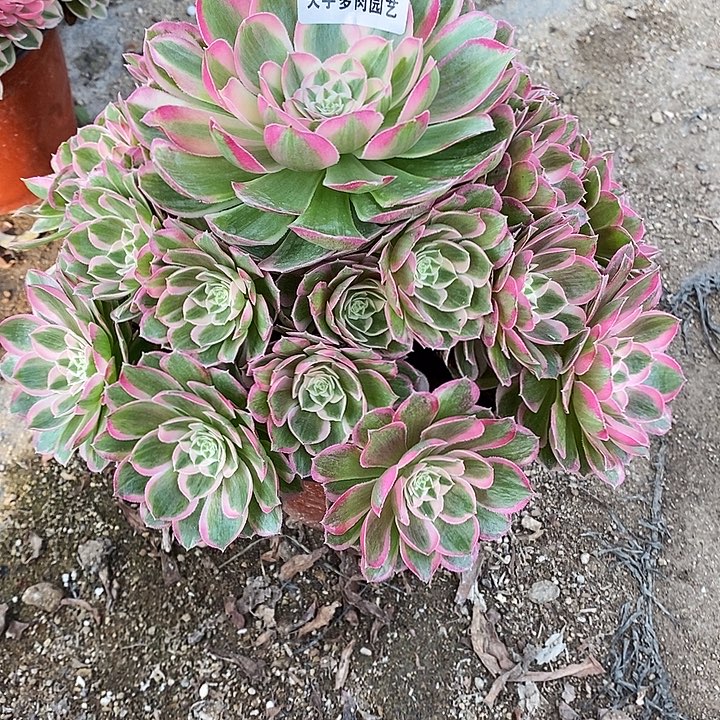 多肉植物孔雀玲356