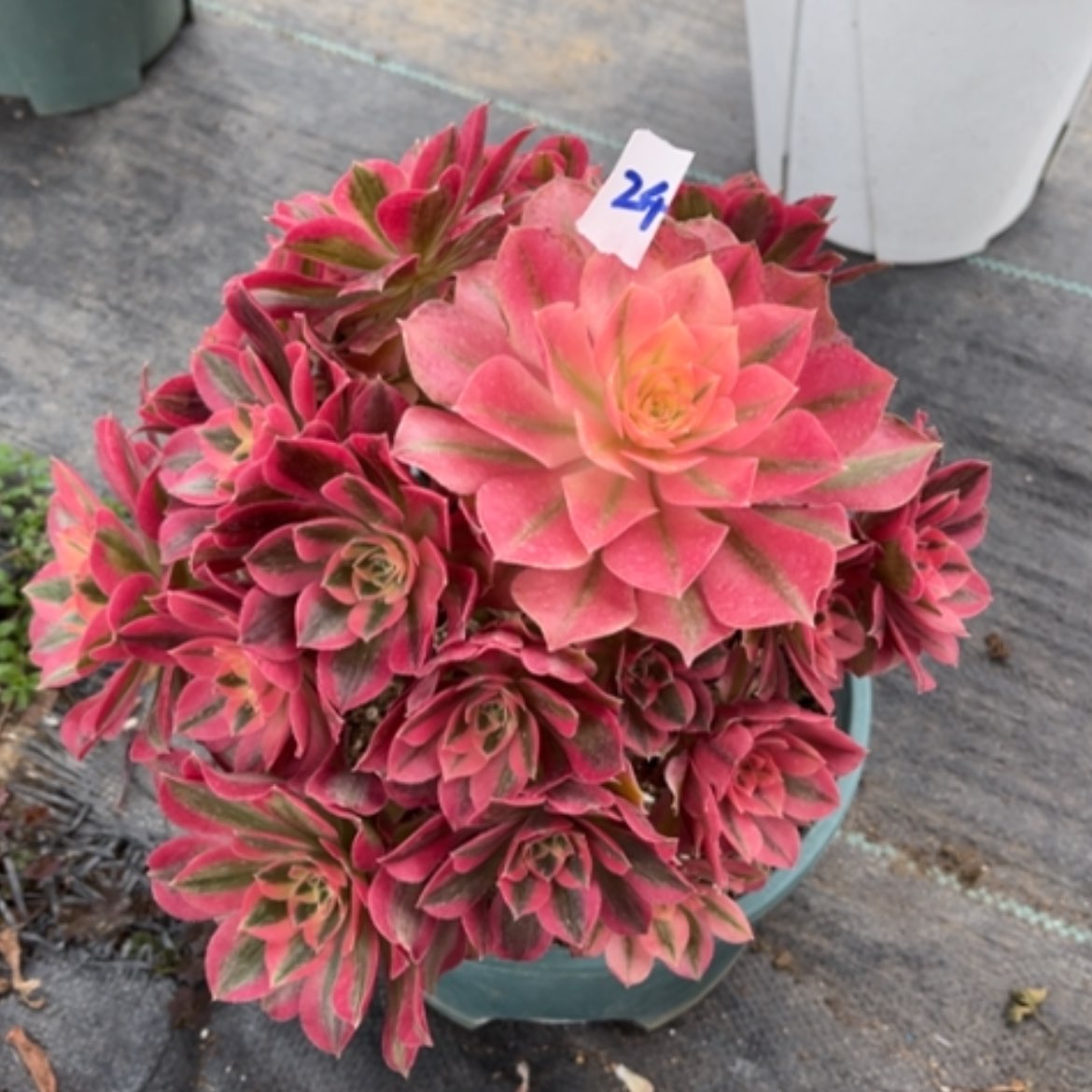 【闪购商品】24粉女巫多肉法师