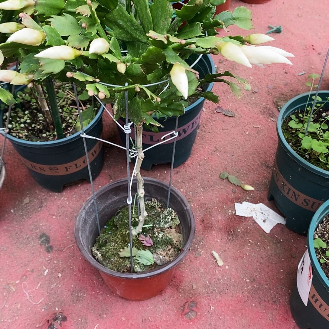 丫***乐完全开放福利款单色