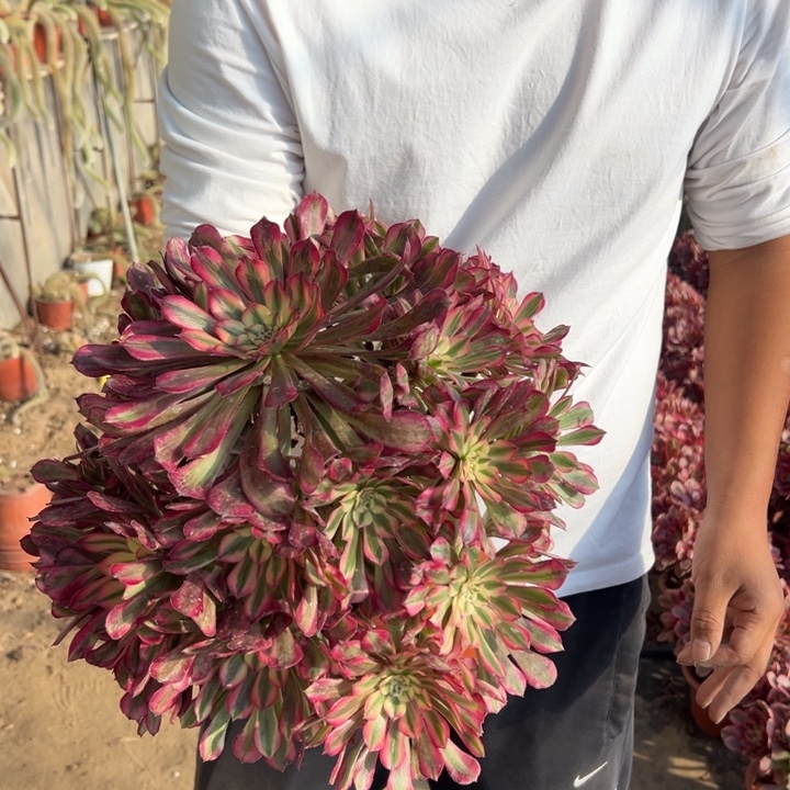 23.8大颗红彤白一颗