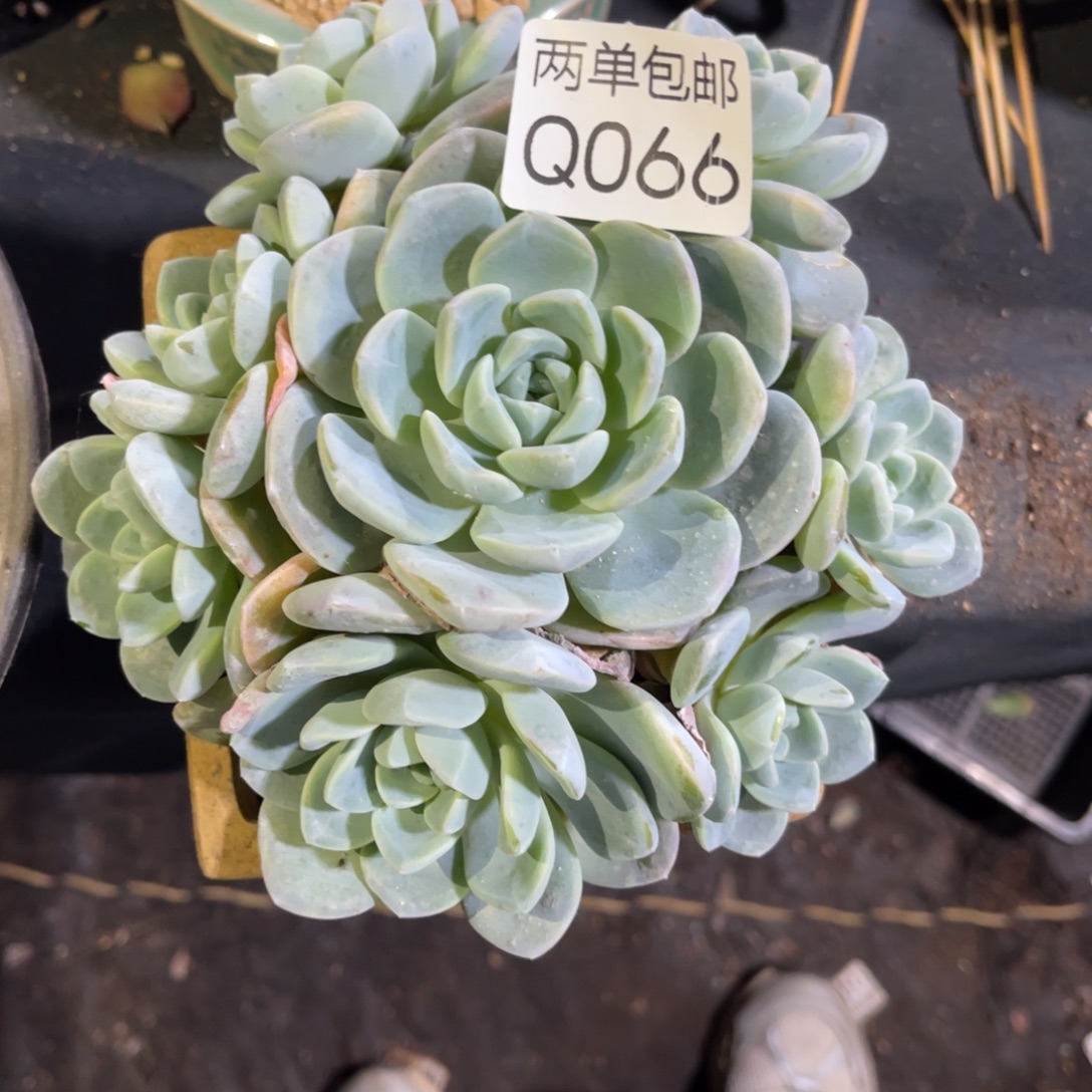 漠***蚁老阿姨花卉一物一拍066