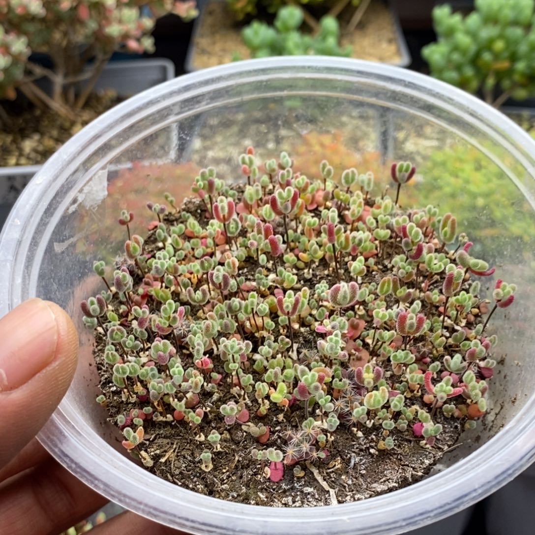 可***命切糕975。              