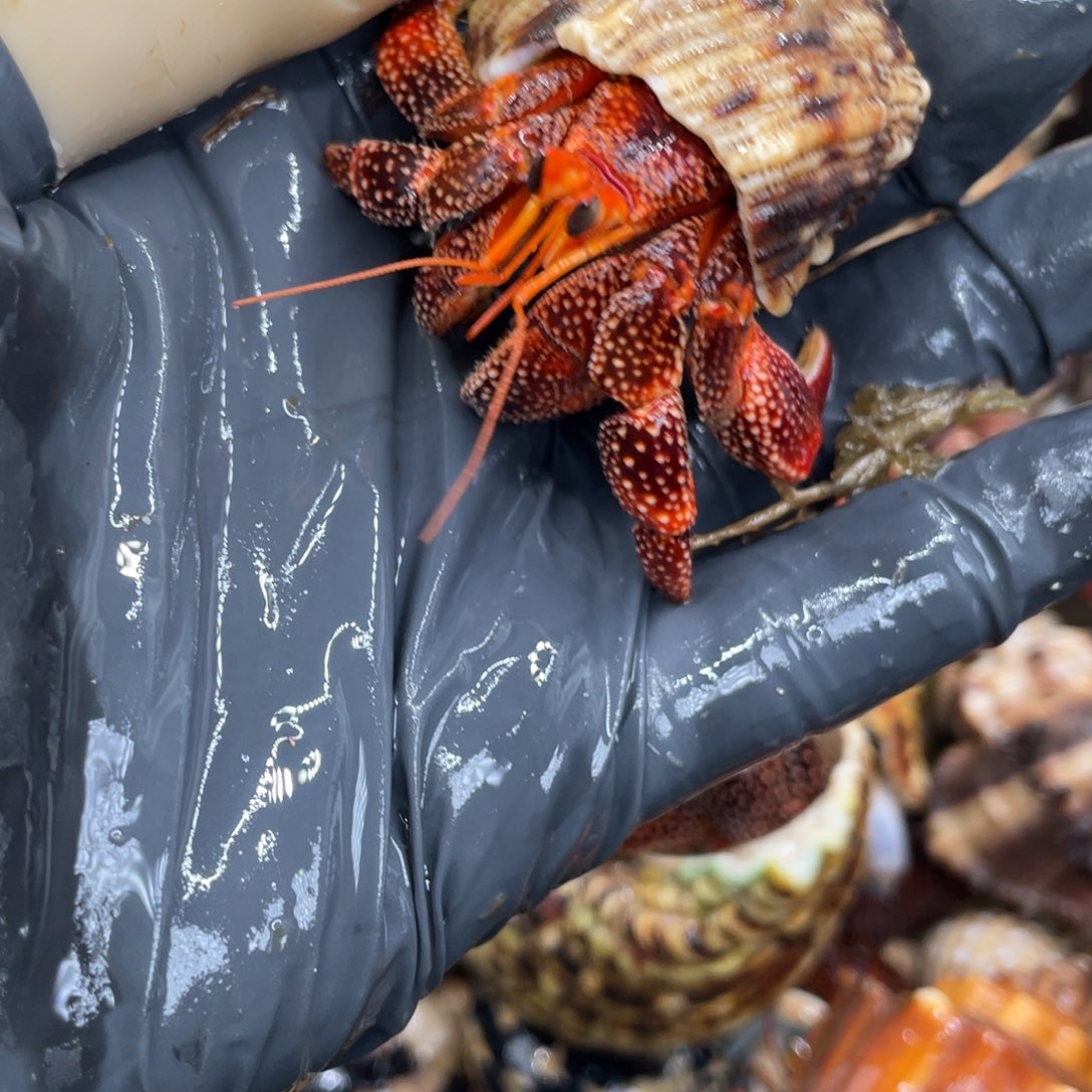 不退不换活体宠物12