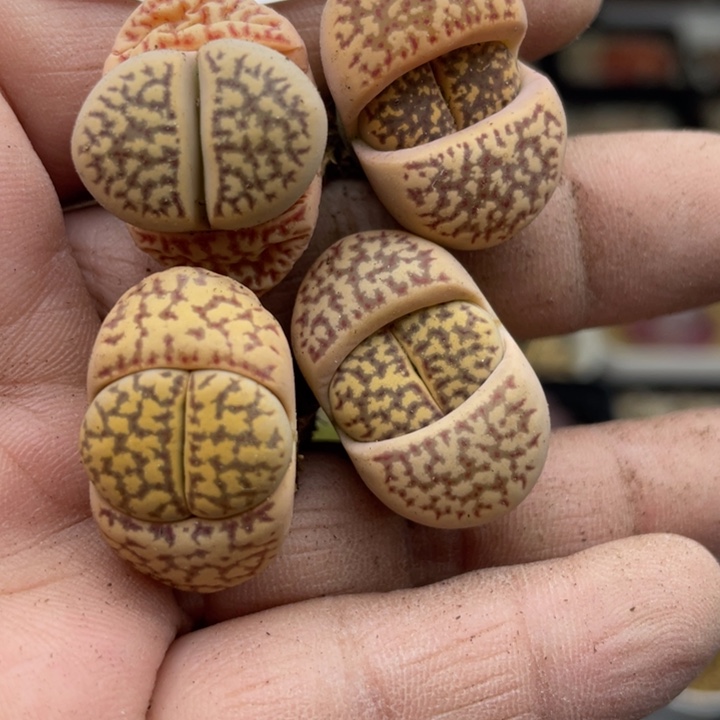 佳人园艺上福利啦丽红205