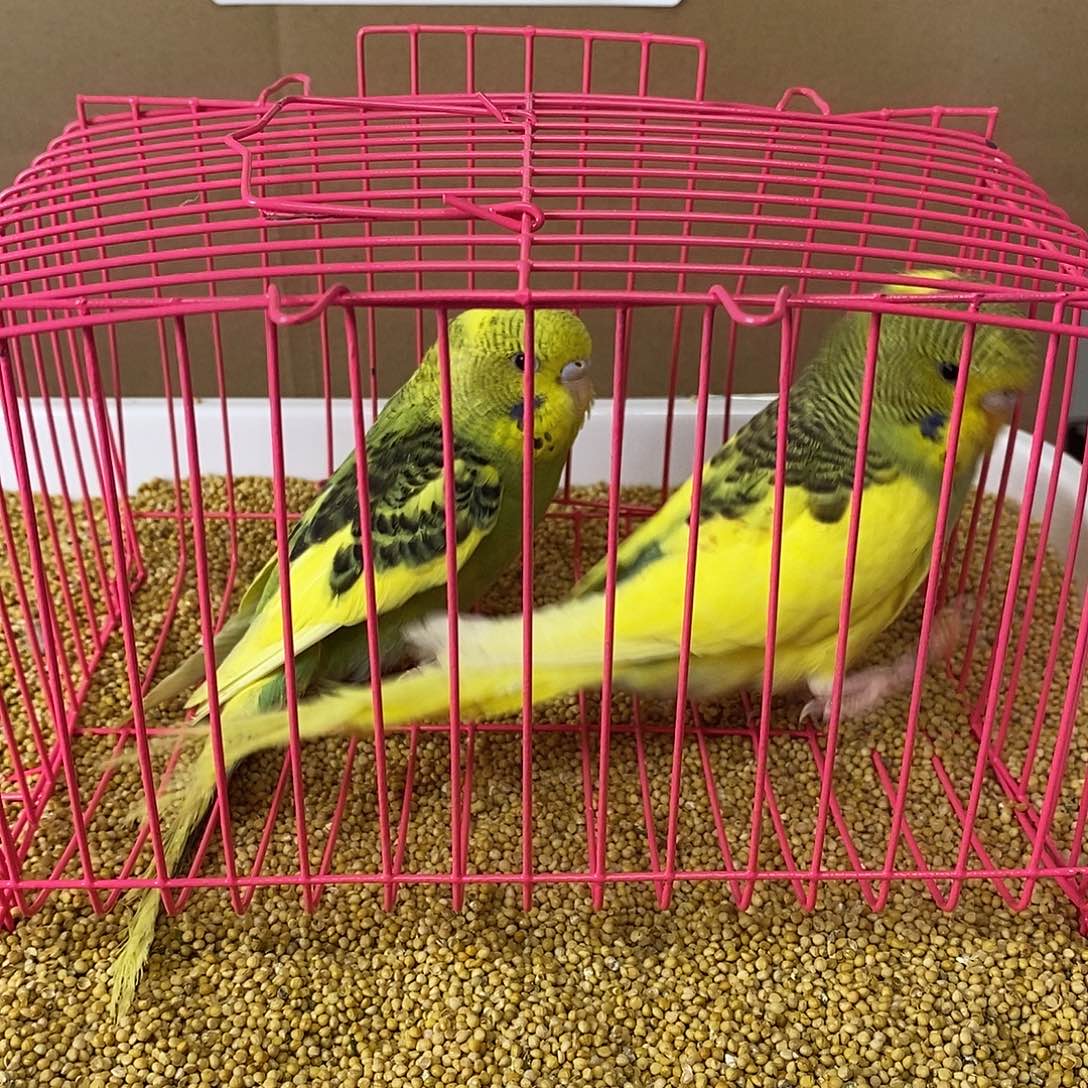 虎皮鹦鹉大头虎皮