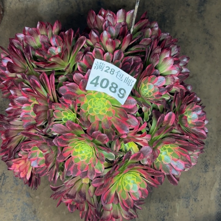 4089朝霞多肉植物