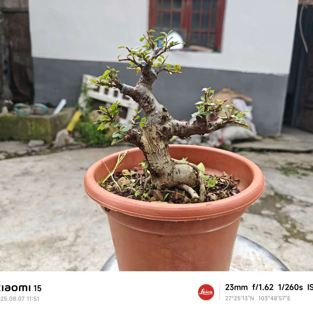 云南杂木盆景四季常青可按对应价格下单