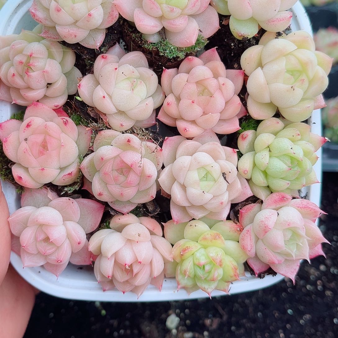 1-114 新疆西藏内蒙不发12.8包邮2-3公分多肉