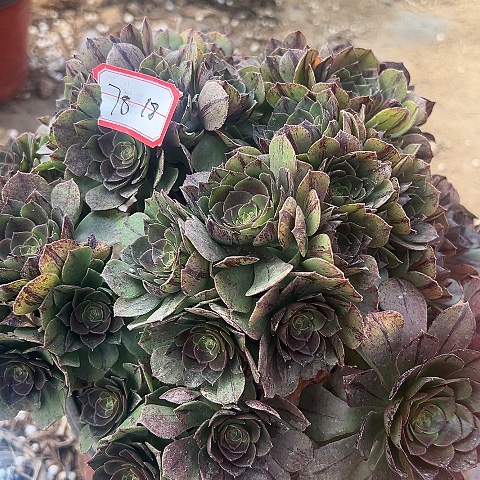 多肉万拉丝78不包断枝