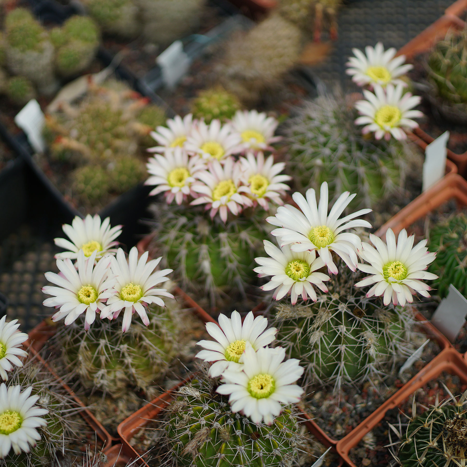 Acanthocalycium klimpelianum 凤冠玉 有刺萼