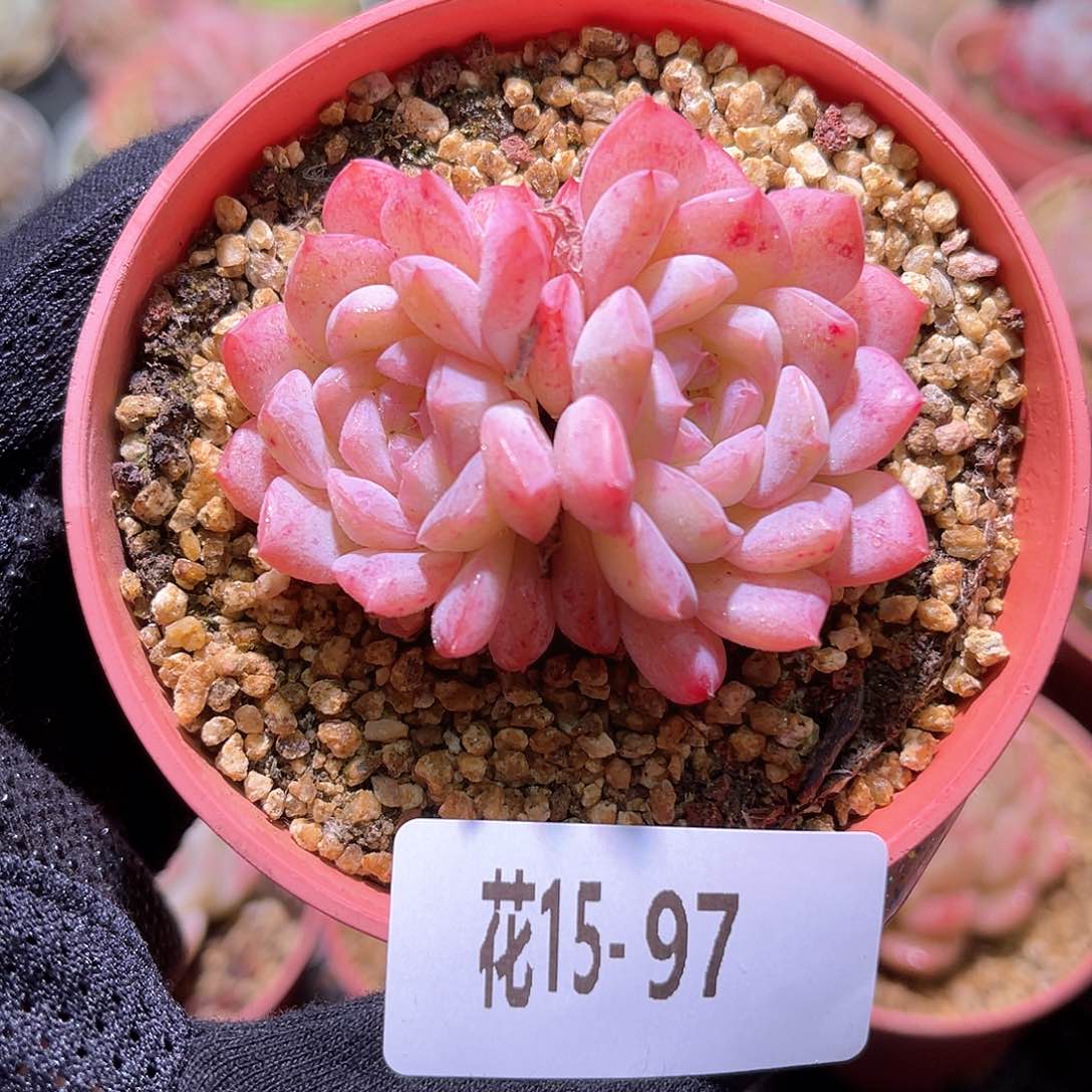 花利美15-97白桃汽水