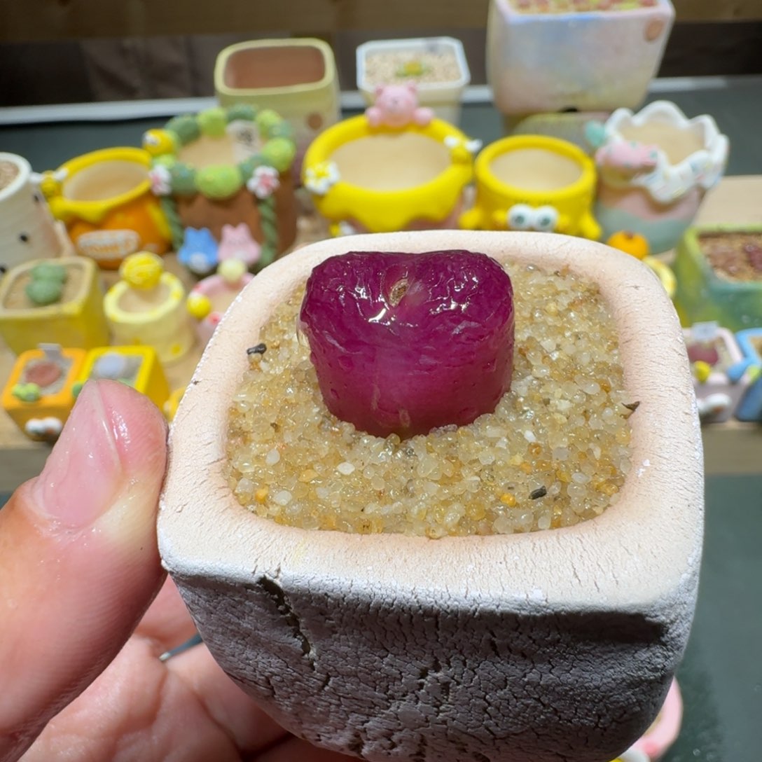 红陶蘑菇495毛汉尼