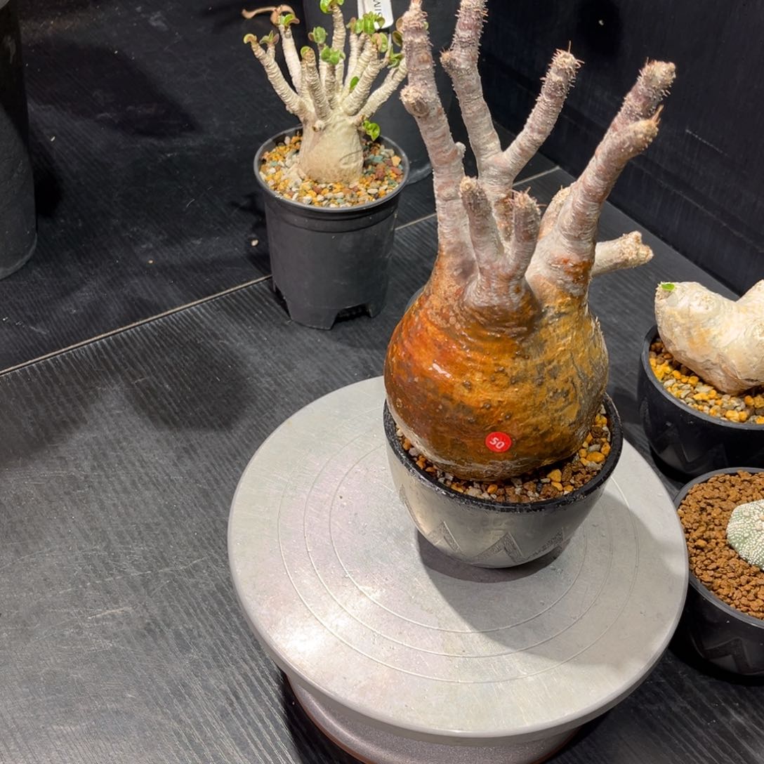 象牙宫带盆包邮发