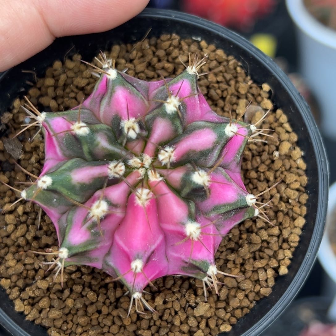 粉砖侧芽，带盆土发货