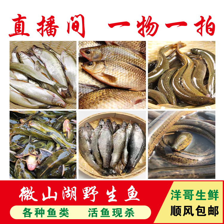 直播间改价【其他鱼类】