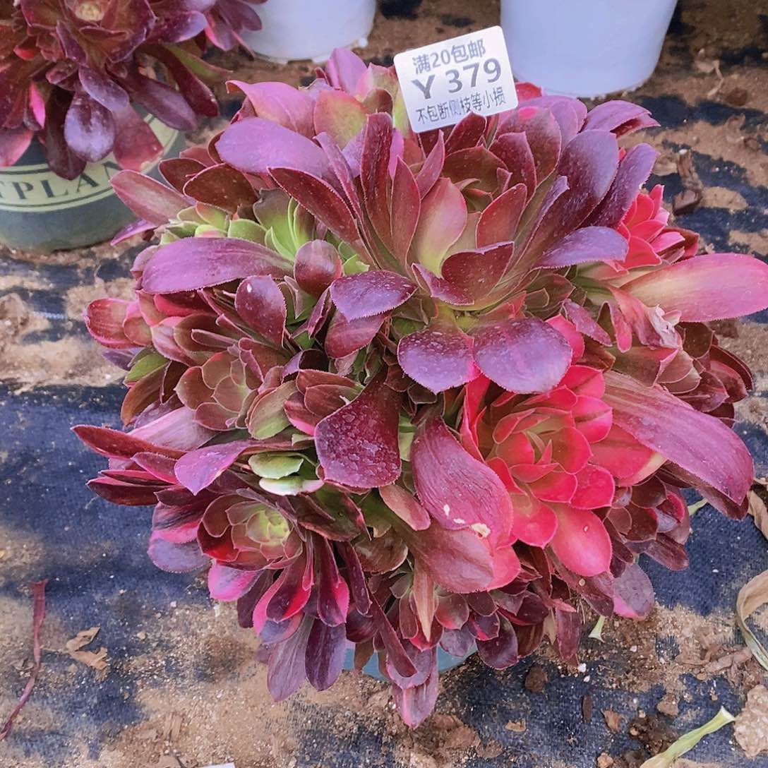 379绍羞七彩多肉法师锦