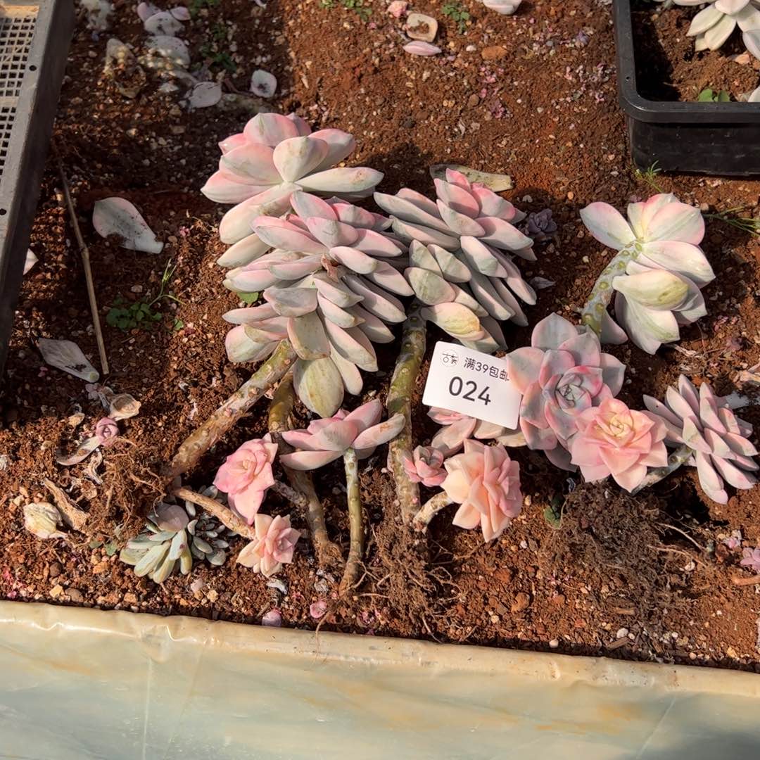 024紫乐锦老桩一堆