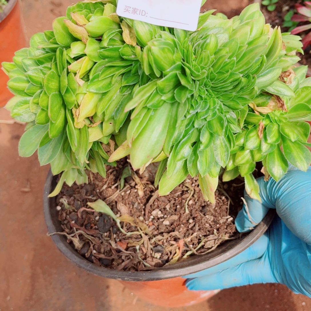 多肉植物730翡翠琉璃