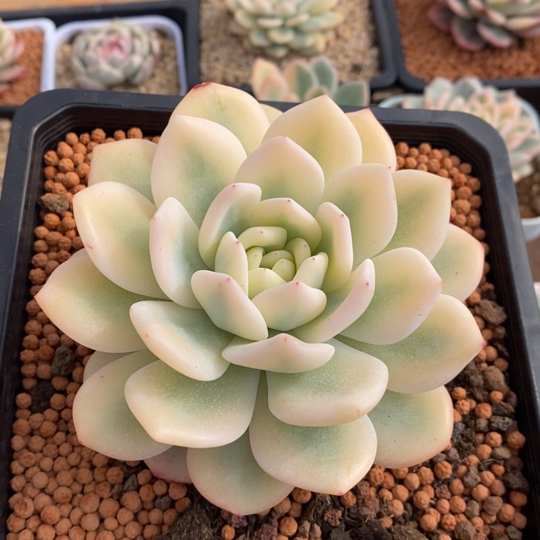 梦露圆叶宽锦多肉植物