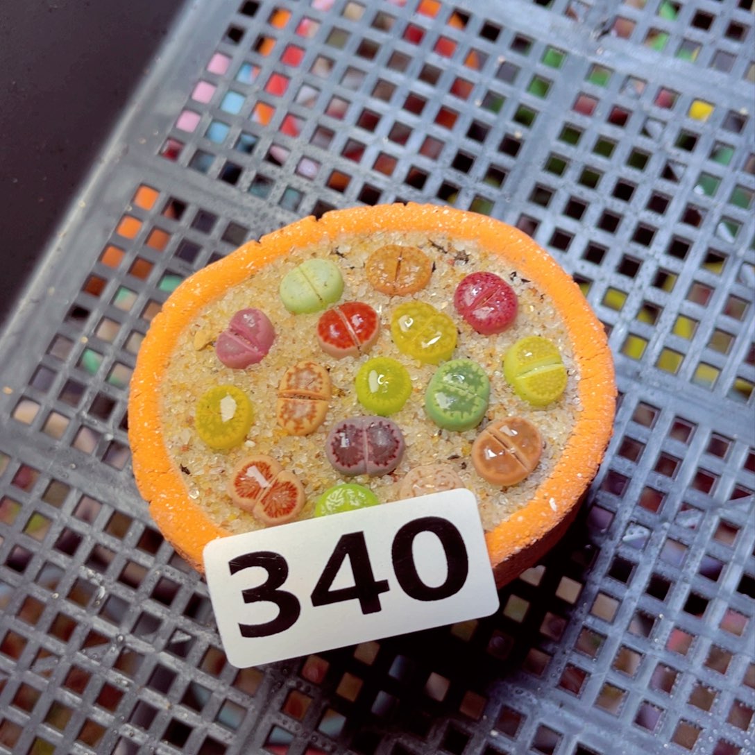 桦340生石花带盆发