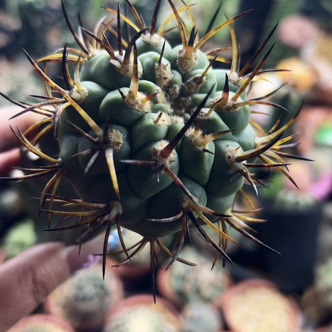 500津玉仙人球111111111