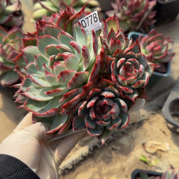 惊鸿仙子 778.......