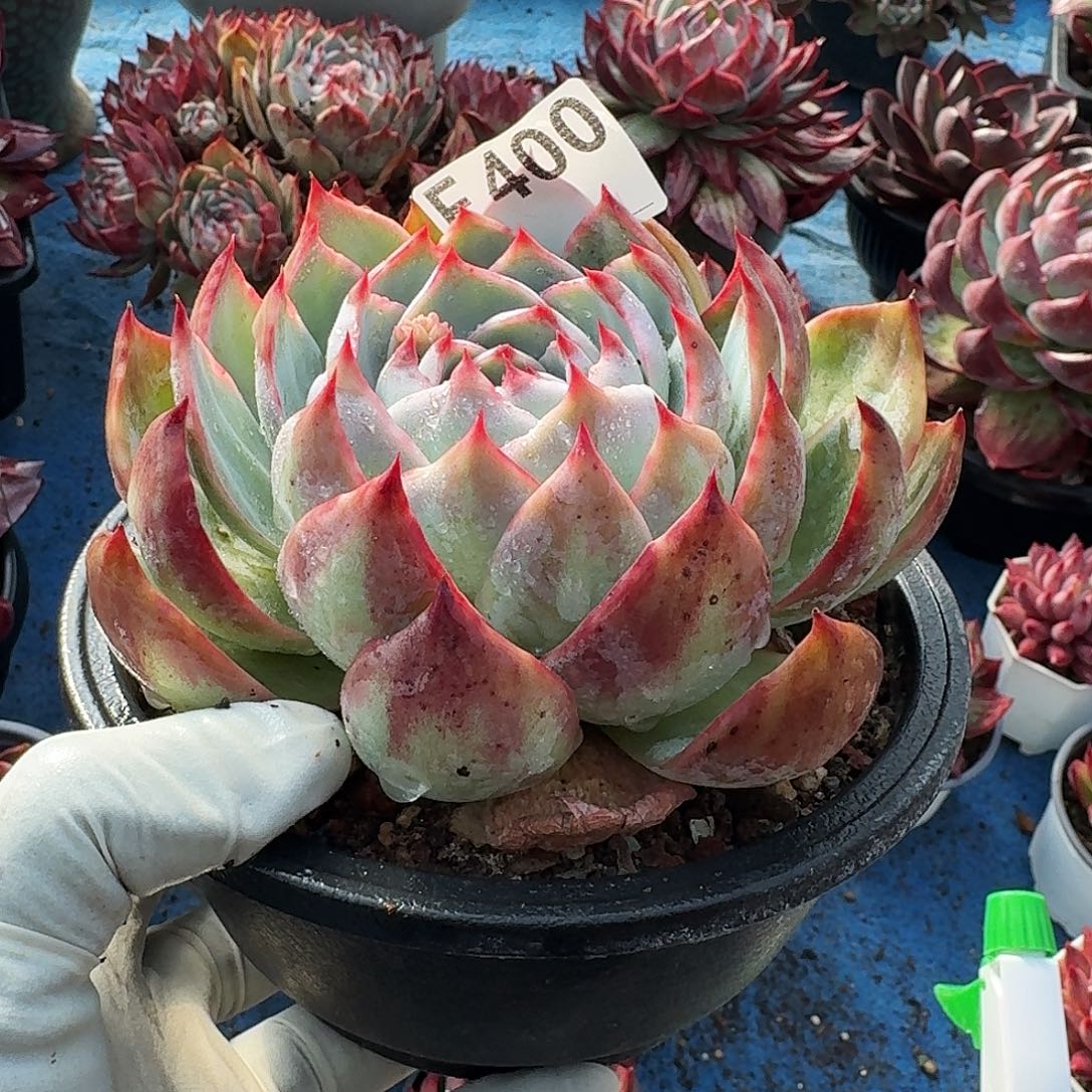 惊鸿惊鸿惊鸿 400..............