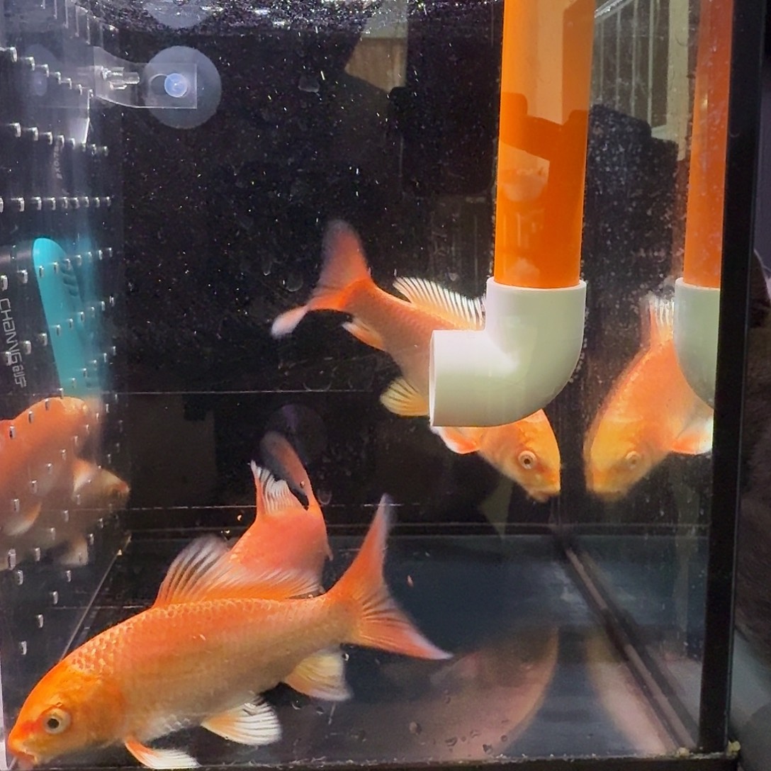 强***强蝴蝶鲤鱼到货录完整开箱视频