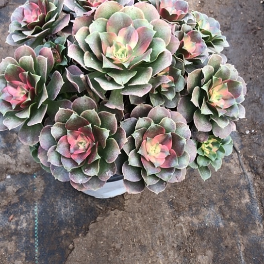 无花朵香妃法师多肉植物310号