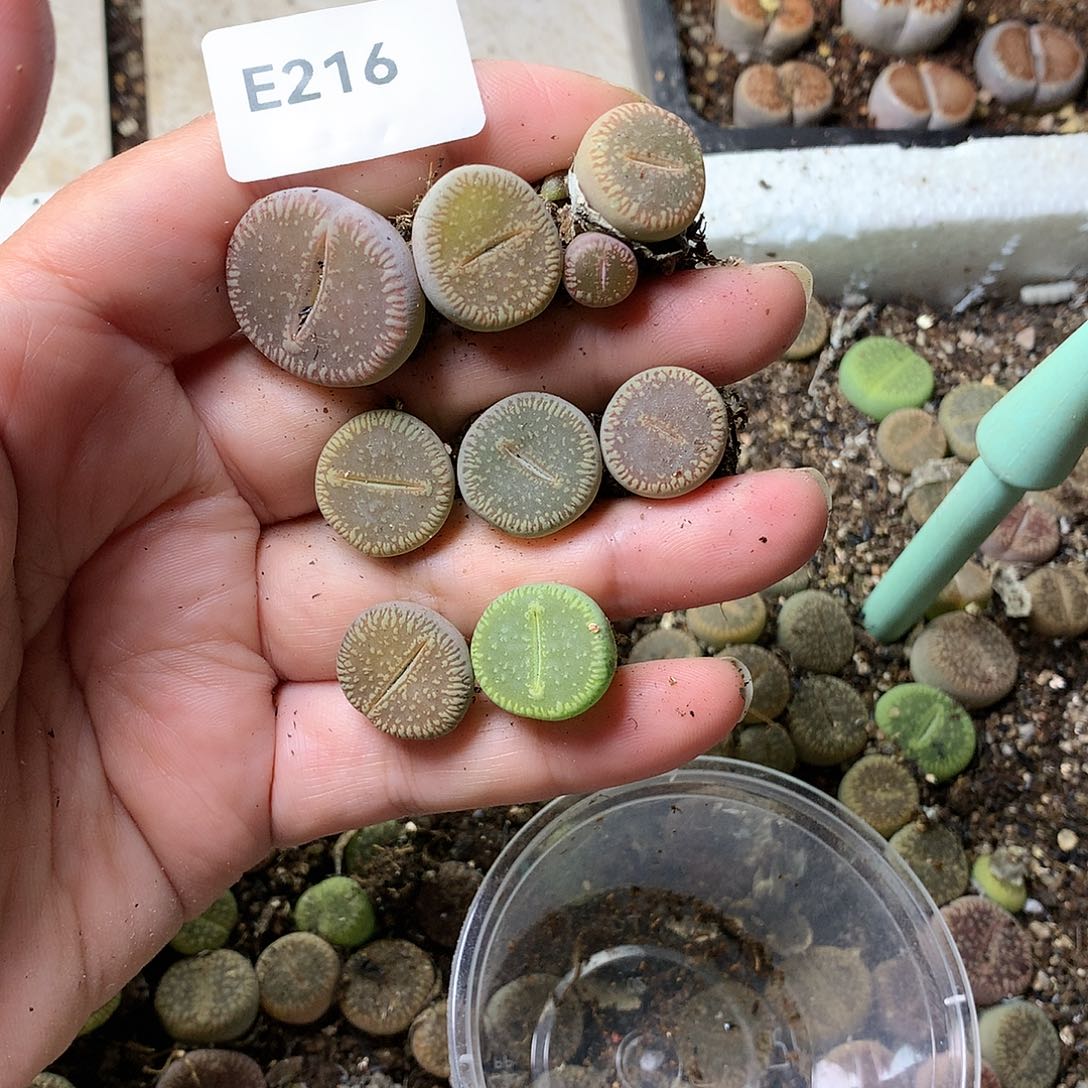 K*kE216多肉植物保护