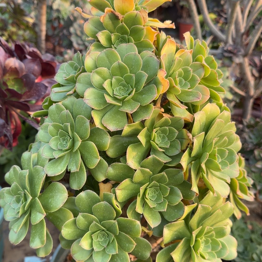 达摩四年桩厚叶瑕疵059满28包邮断枝不包