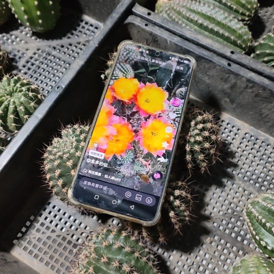 仙人球彩草ts93侧芽