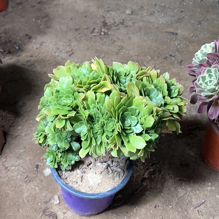 多肉植物绿羊绒缀1