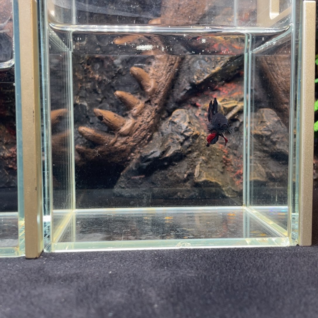 斗鱼十一月二十三日竞价