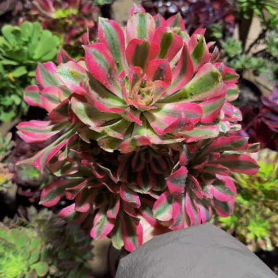 粉女巫9.9多肉植物