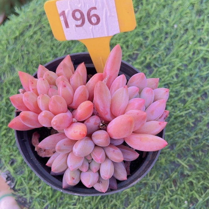 健健康康平平安安