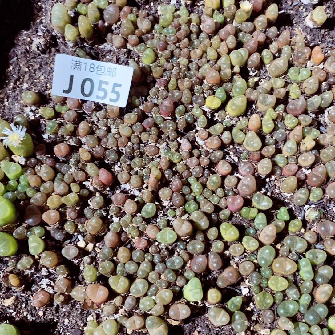 55呃呃呃呃呃呃呃呃呃呃呃呃