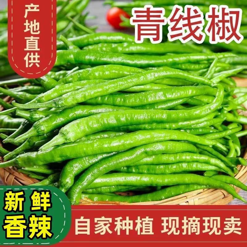 RL新鲜辣椒二荆条线椒辣椒长条青辣椒新鲜现摘薄皮青椒糖炒菜佳选
