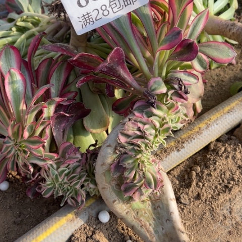 小*香缀多肉多肉8826