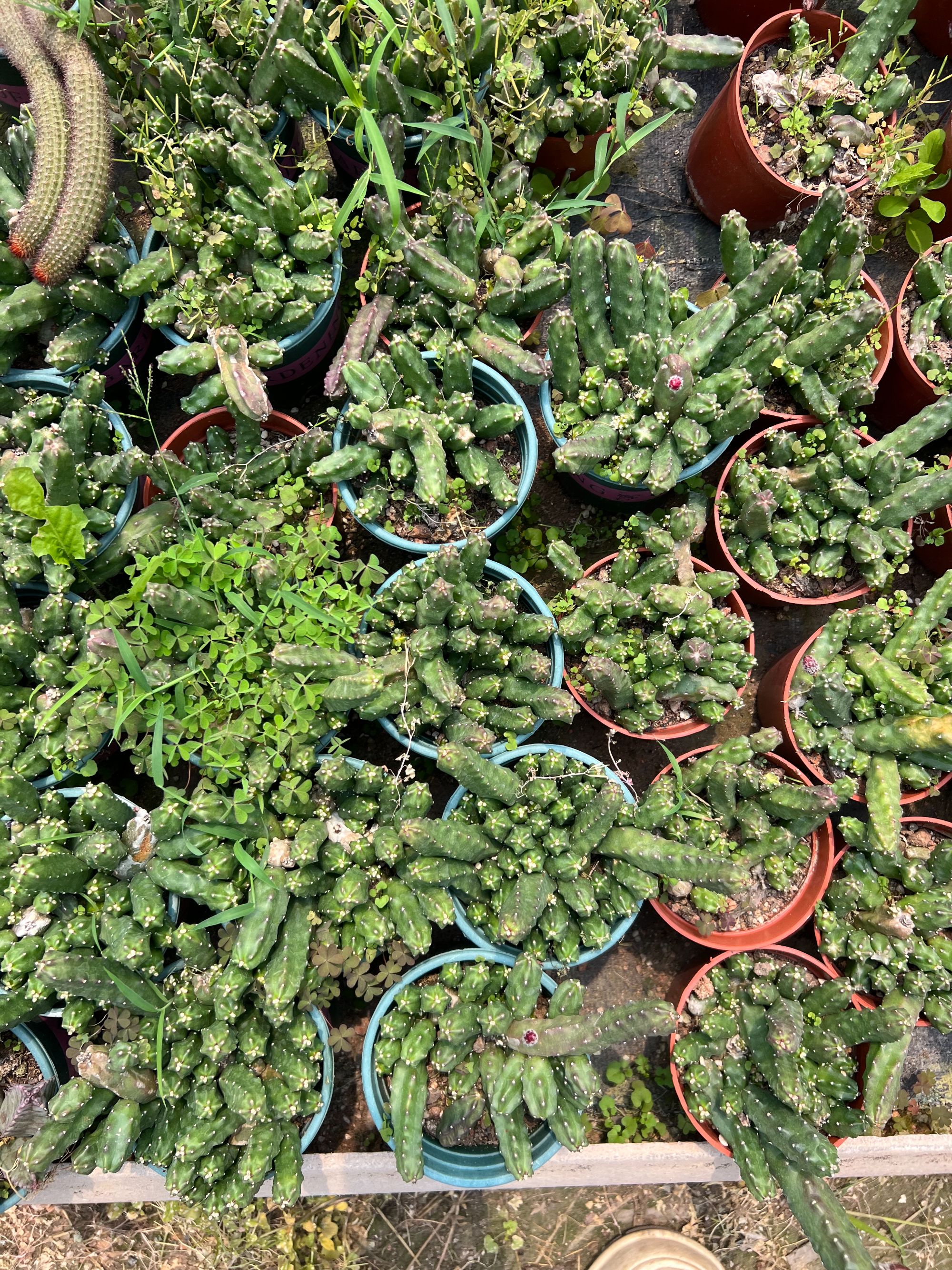 二妹园艺（水仙情郎 自根拼装）好花色仙人球满18包邮随机发