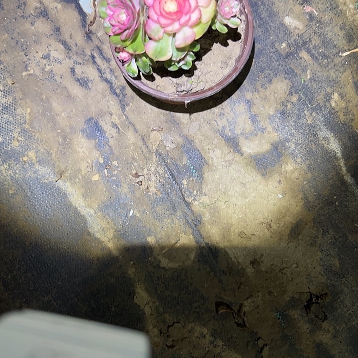 多肉法师植物链接49