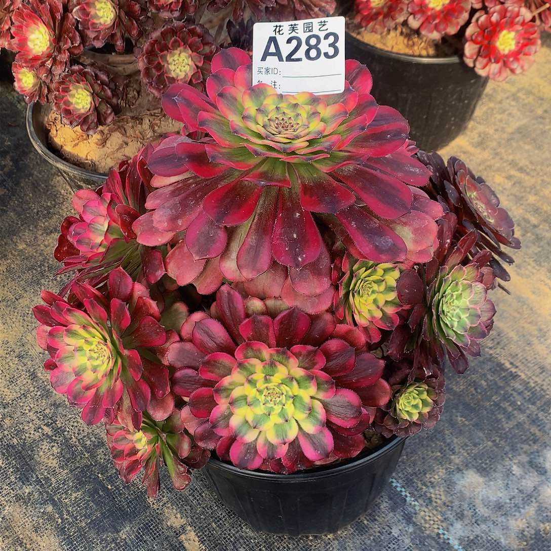 283多肉法师潘帕斯