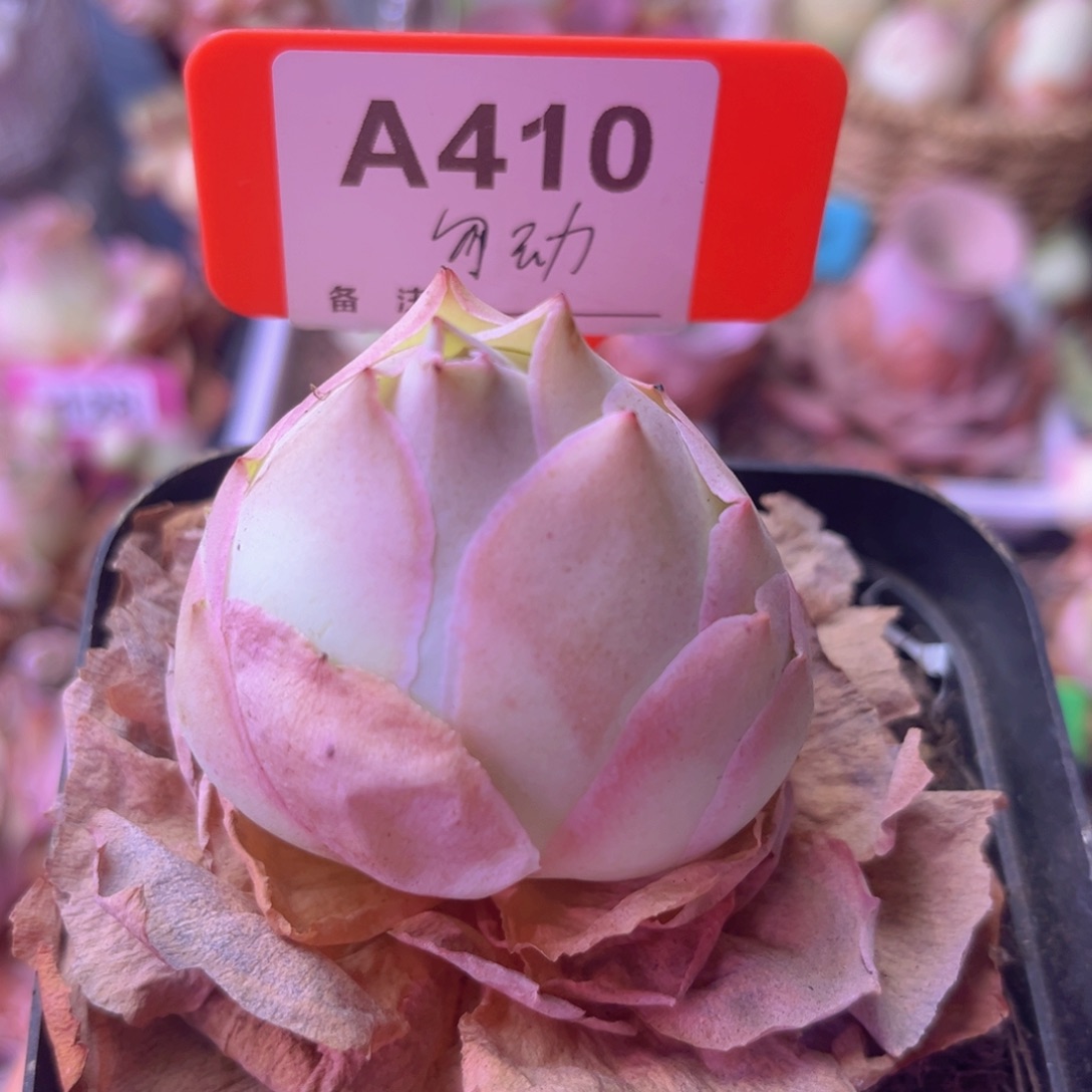 帕美玫瑰一物一拍A410