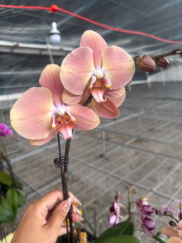 新罗马蝴蝶兰3.0加高成熟苗不带花室内盆栽植物基地直发