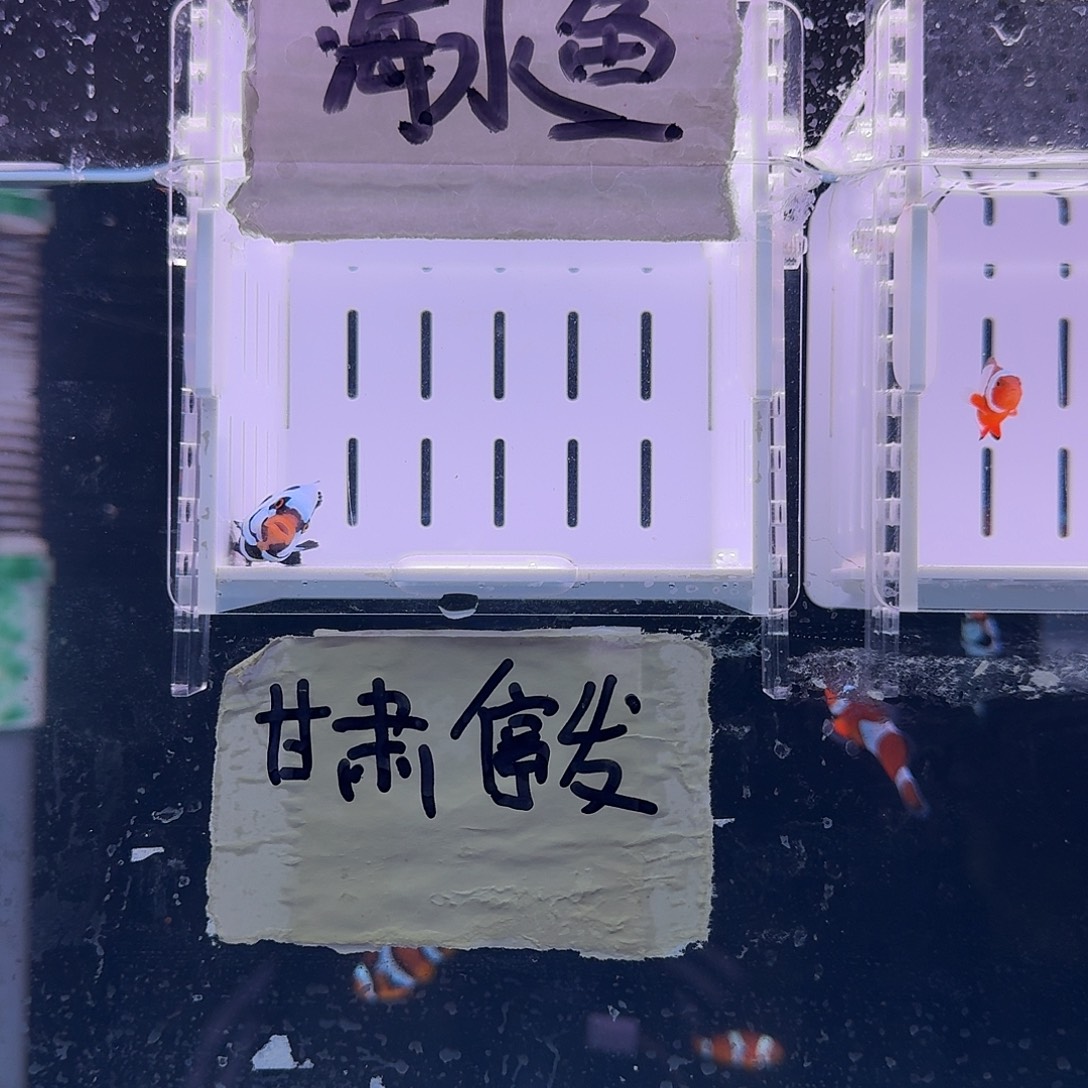 海水鱼5厘米黑卡鬼婆小丑鱼一条